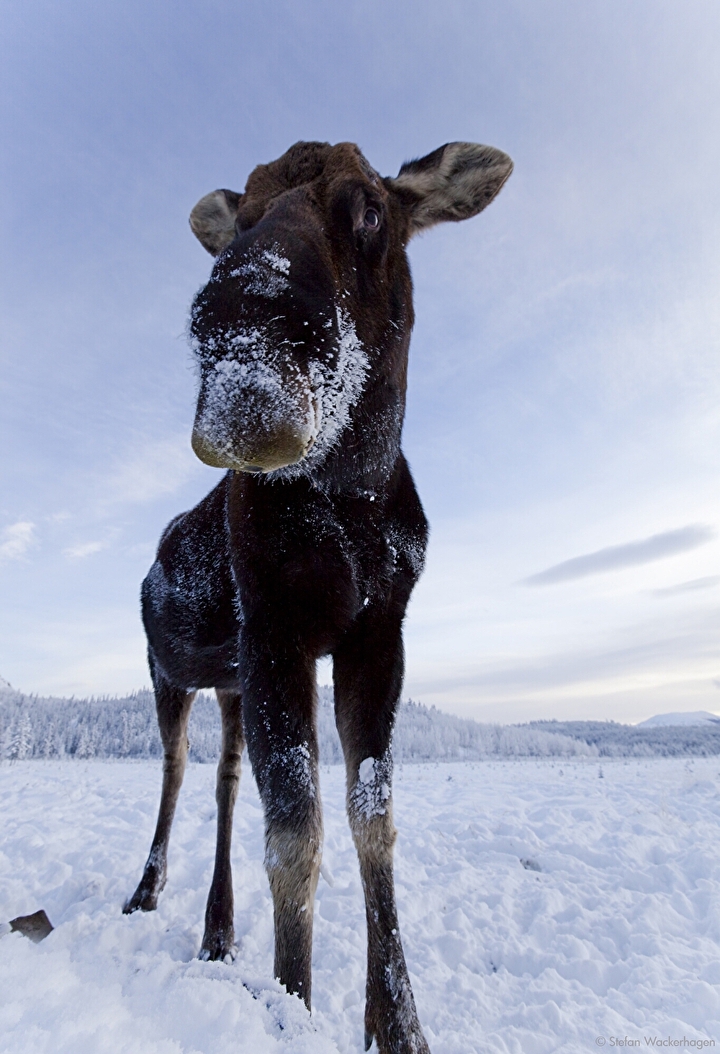 wildlifepreserve_moose